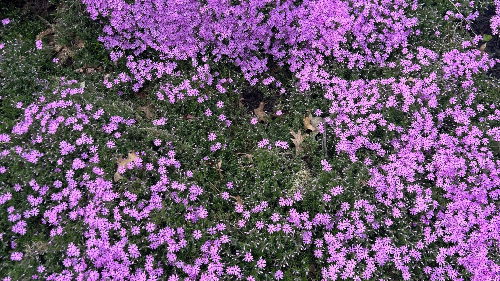 purple and green spring flowers