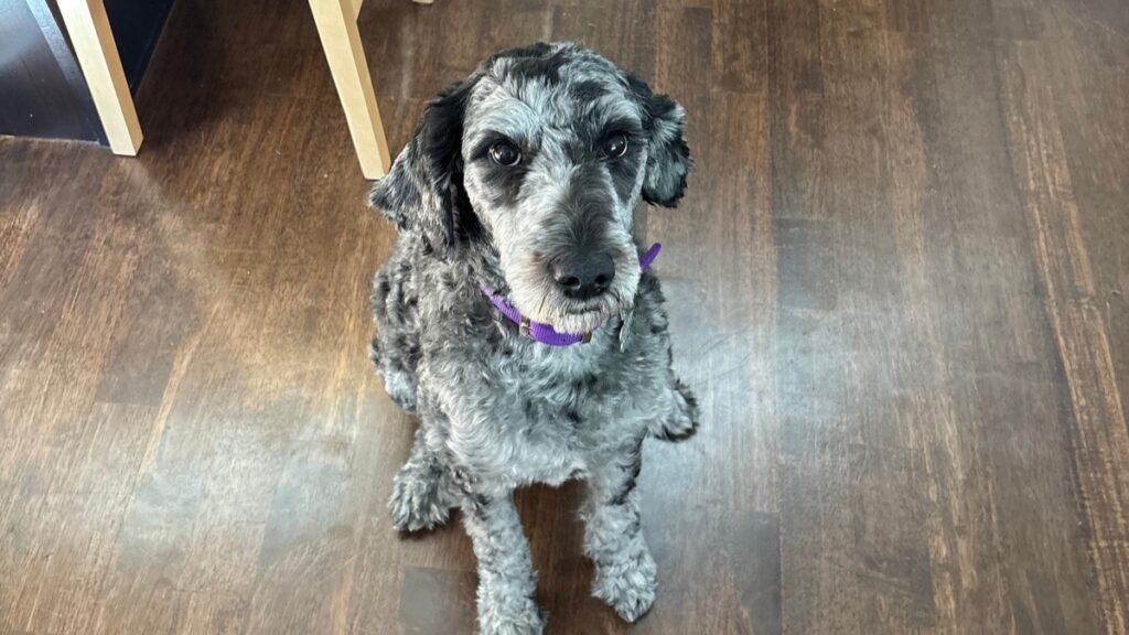 blue merl golden doodle sitting on hardwood floor looking at camera